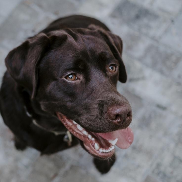 Portrait of Maya Chen, group coordinator and fusion cooking expert